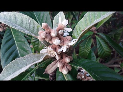 YouTube video about: Are loquats poisonous to dogs?