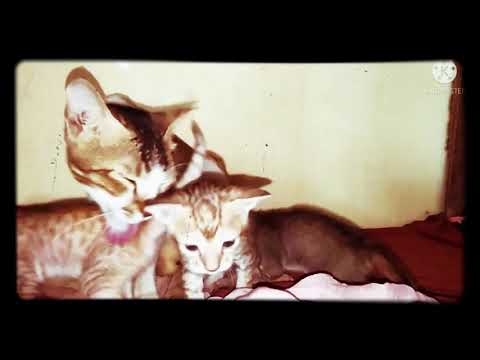 my cute cat with her 3 angels 😇#cat #catlover #catbaby's #kitten #cuteanimal #animal #indiancat