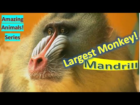 Mandrill facts 🙈 found in southern Cameroon 🇨🇲 Gabon 🇬🇦 Equatorial Guinea 🇬🇶 and Congo