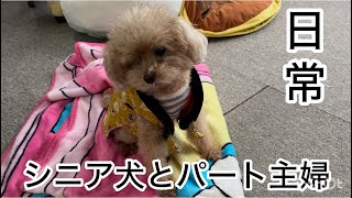 ありのまま！共働き夫婦とシニア犬の暮らし　トイプードル／パート主婦