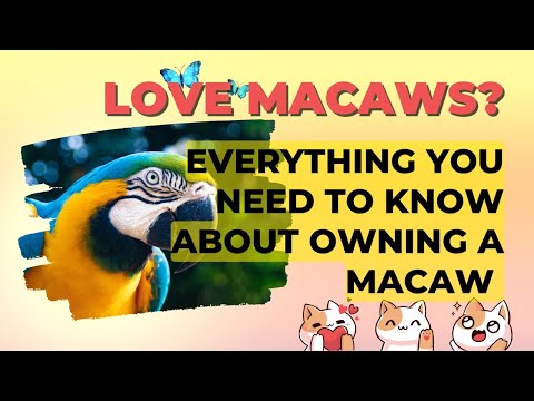 Everything You Need to Know about Owning a Macaw