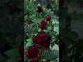 Beautiful Dark Red Rose Flower Tree