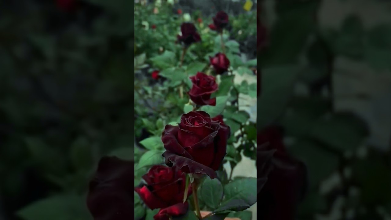 Beautiful dark red rose flower tree