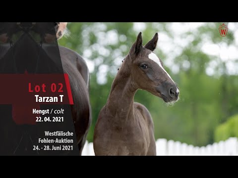 Westfälische Fohlen-Auktion Lot 2 Tarzan T Hengst v. Tangelo van de Zuuthoeve - Cascari