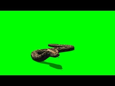 python snake crawl  green screen C - free use Video
