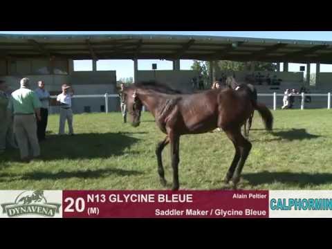 Show AQPS Lion 2013 : DEFI BLEU (Saddler Maker / Glycine Bleue)