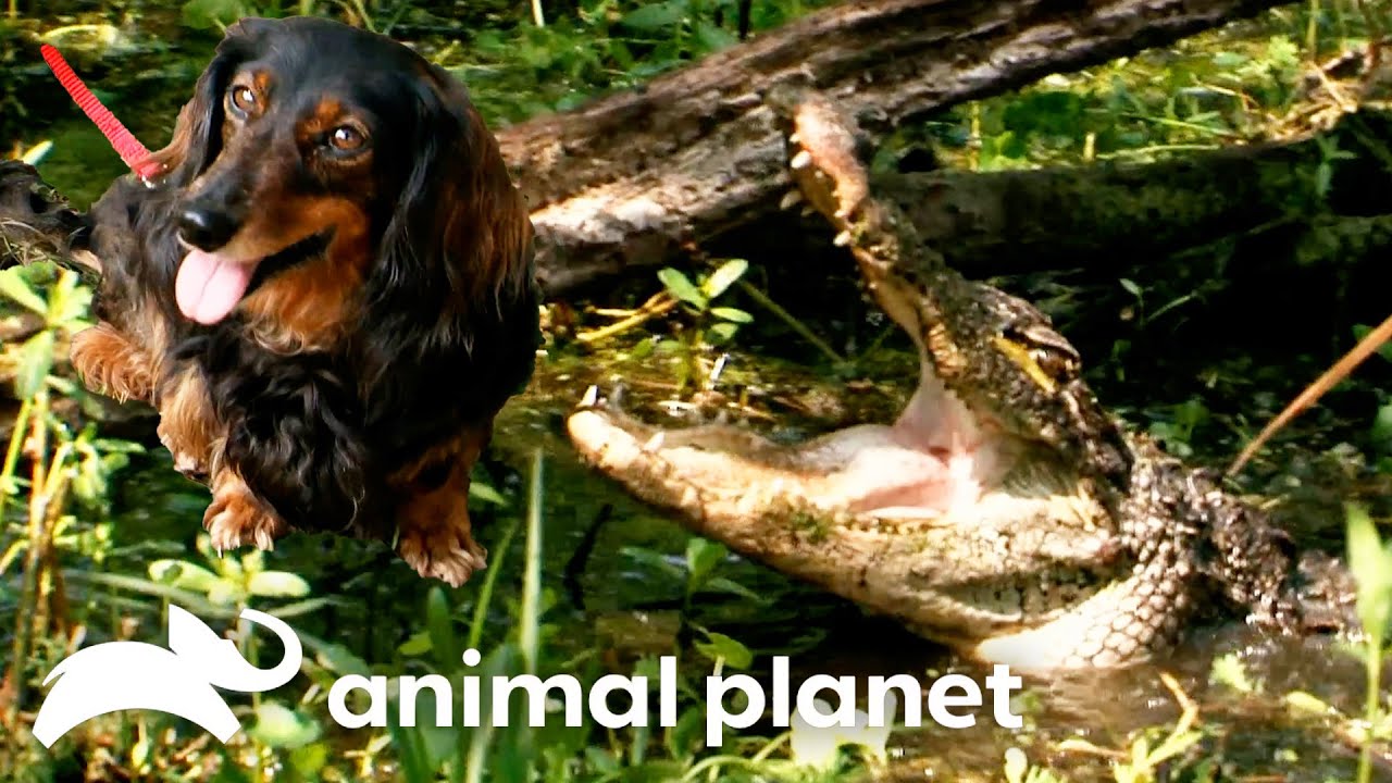 Hungry Gator Tries to Eat Puppy! | Gator Boys | Animal Planet