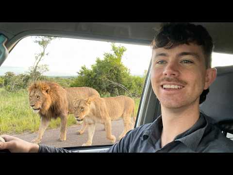 I will NEVER forget this Roadblock! Kruger National Park