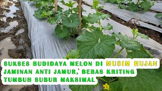 Download lagu CARE FOR MELON AGES 11-20 HST RAINY SEASON mp3