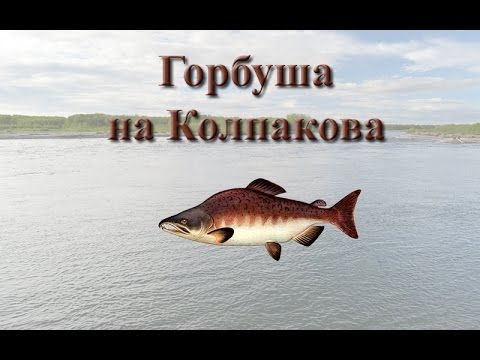Русская Рыбалка 3.99 Горбуша на Колпакова