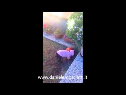 Olivia uno splendido Bouledogue Francese, a scuola di Calcio...