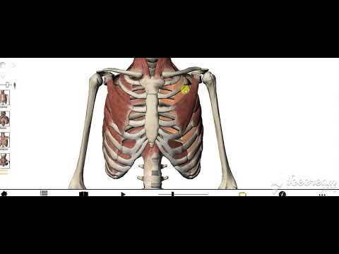 Mechanics of breathing 9
