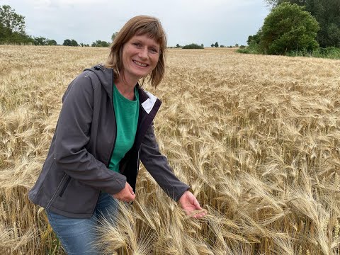 Feldexkursion 192: Erste Ergebnisse der Gerstenernte & Maiszünsler - NU Agrar, 07.07.2021