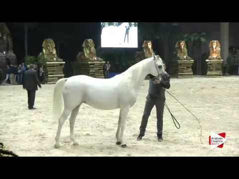 European Championship 2015 - Senior Females Championship