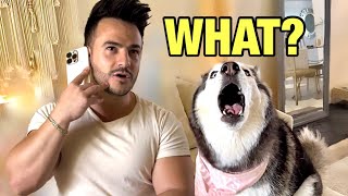 Saying My Husky’s Favorite Words On The Phone To See Her Reaction! 😳👀