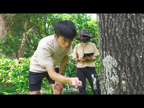 【有褐．不可】還給樹木一個沒有褐根病菌的家