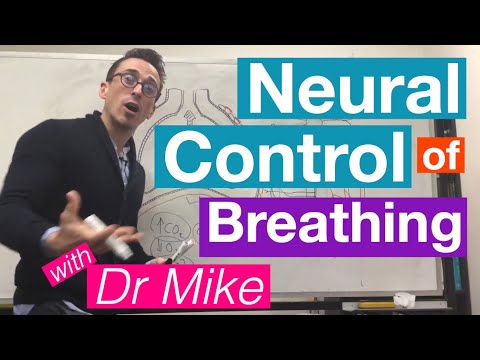 Neural Control of Breathing | Respiratory System