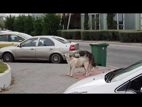 2 dogs having sex in the road.. - PAULME CH