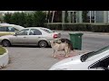 2 Dogs Having Sex In The Road PAULME CH