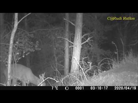 Rotwild in der Lausitz - Nachtimpressionen