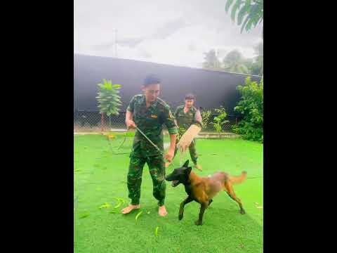 Video Trường Huấn Luyện Chó Cảnh, Chó Nghiệp Vụ Hùng Cường