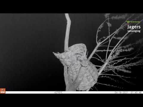 Onverwachte gast bij broedkorf