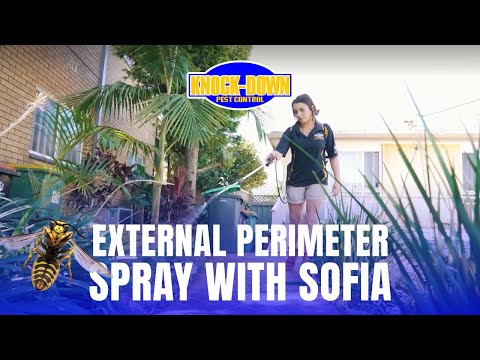 External Perimeter Spray |  Knock-Down Pest Control