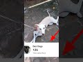 Desi Desi Na Bolya Kar Chori Re LoveDesiDogs Chotanawab