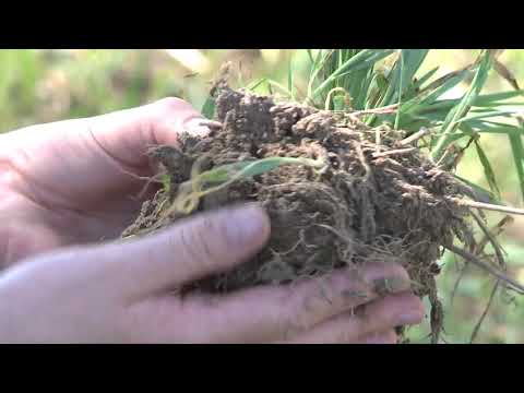 101. Feldexkursion: Bodenbearbeitung zu Raps - NU Agrar, 08.08.2018