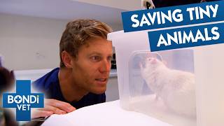 Bondi Vet's Smallest Patients Of All Time | Compilation