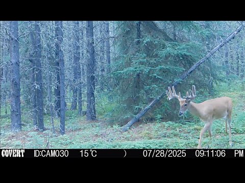 Caught on camera, Alberta wildlife, Dec 16th 2025