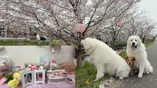 さくらの誕生日にみんなで桜を見に行ってきました