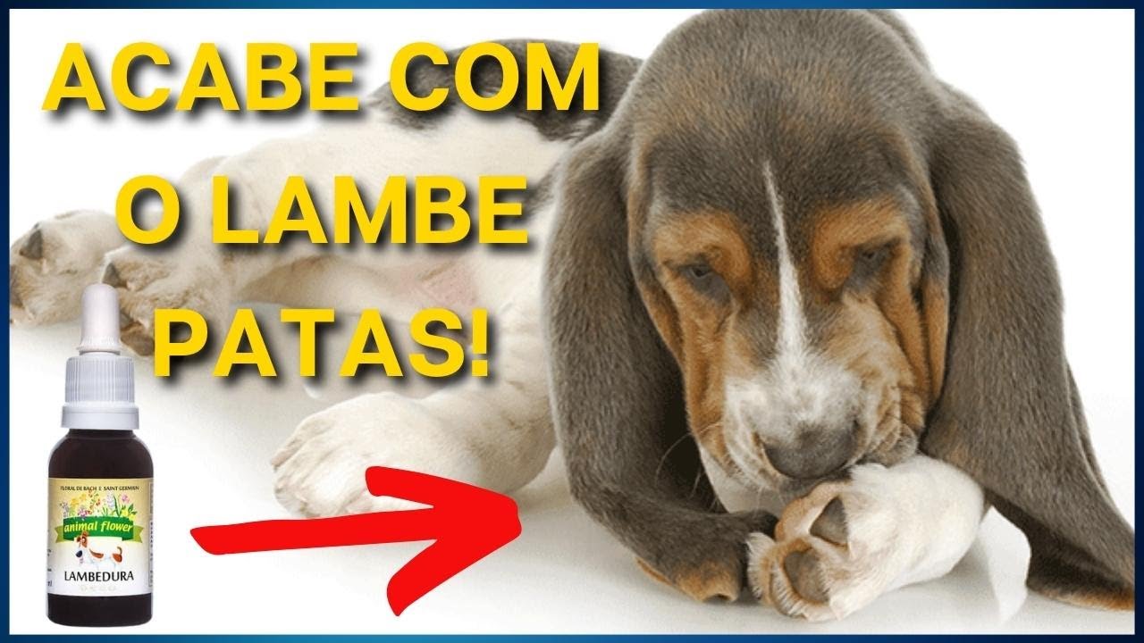 Use este PRODUTO para RESOLVER O PROBLEMA! Cachorro lambendo a pata: Causas e COMO RESOLVER!