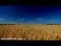 60minutes2relax - Golden Wheat Field
