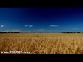 60minutes2relax Golden Wheat Field