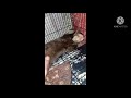 Otter Berang Berang Ekor Putih