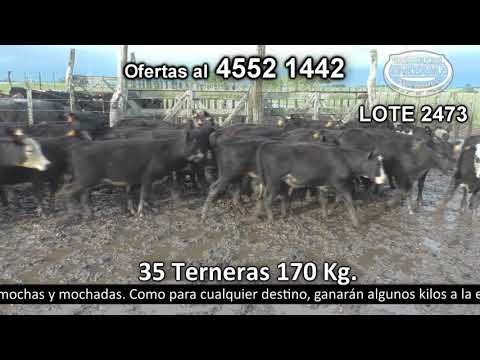 Lote 35 Terneras 29 AA c/  HE y 6 AA 170kg -  en El Chileno - a 9 km de Palo Solo