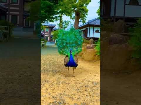 #shorts viralvideo #peacock #birds Chu Chu chimni