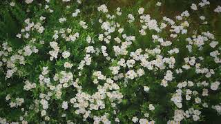 Download lagu Matilija Poppies in Full Bloom (Romneya coulteri) mp3