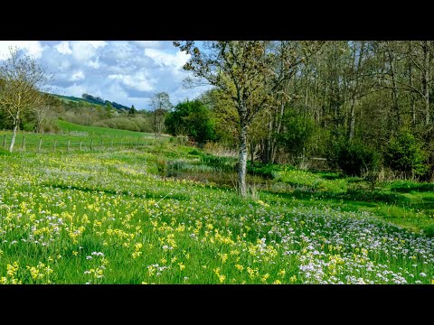 Newmill: Creating and managing an orchid meadow