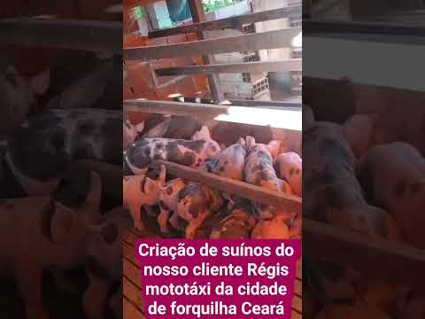 criação de suínos do nosso cliente Régis mototáxi da cidade de forquilha Ceará.#suinocultura