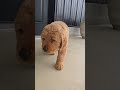 Golden Retriever dogs for sale: Dixie - Video 1