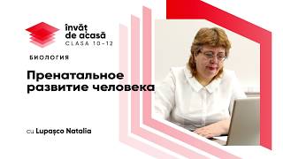  "Пренатальное развитие человека"