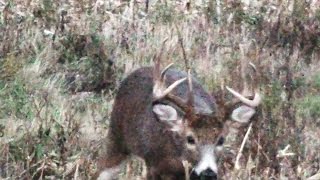 Buck & Rut Archery Deer Season 2015 Pennsylvania - Royer