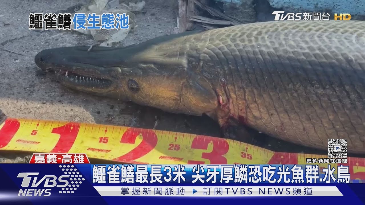 高雄凹子底公園有水怪?體長破一公尺 市府勘查答案曝光