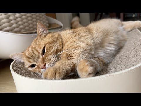 형아가 이렇게 귀여워도 됨? 어쩔수 없잖아 난 덕배숭인걸