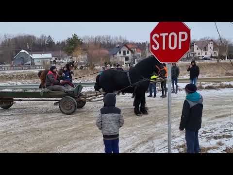 Caii , Voitinel-Suceava