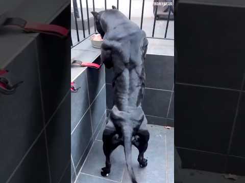 muscular dog#dog #pitbull #canelo #preetyadavharsud @kidstvsongs
