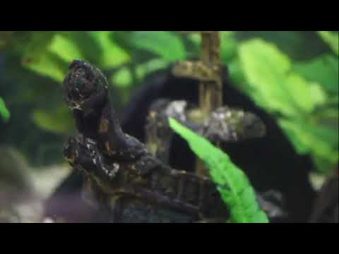 Gemeinschaftsschule "Bertolt Brecht" Zöschen