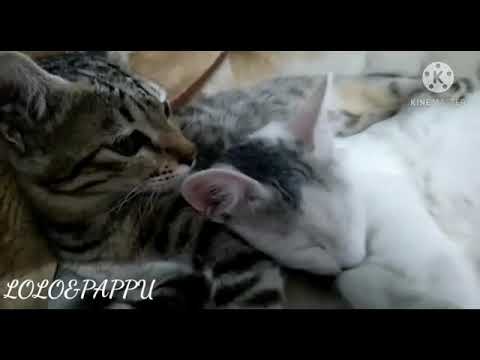 Lolo and Pappu (saiqa kitchen)